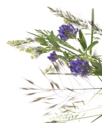 - file://0998ufm9rtmyuswolg: